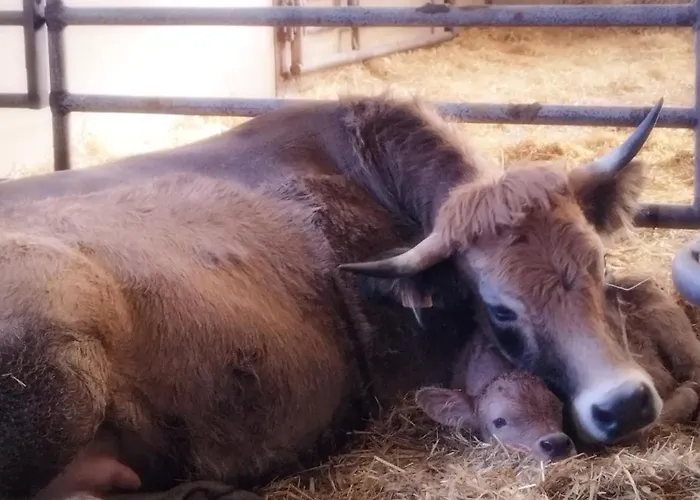 Διαμέρισμα Avec Piscine Saint-Geniez-dʼOlt